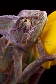 Beautiful chameleon