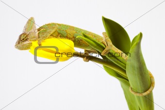 Beautiful chameleon