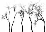 tree silhouettes, vector