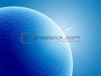 Spermatozoon, floating to ovule