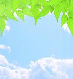 Green leaves and white clouds