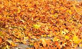 sea of dry fall leaves