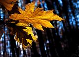 yellow autumn leaf 