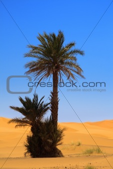 palm tree on desert 