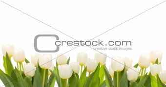 Beautiful fresh white tulips banner