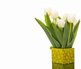 Beautiful fresh white tulips