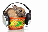 Easter bunny listening to mp3 music with headphones