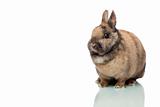 Little cute Easter bunny sitting alone on white background.