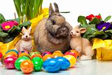 cute Easter Rabitt sitting among yellow daffodil, Easter flowers and Easter eggs
