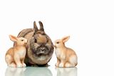 Group of three Easter bunnies are sitting together