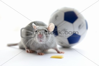 Mouse and football. Over white.