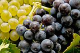 close-up of wine grapes