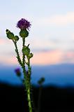 Sunset with thistle flower