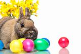 Easter bunny sitting beside colorful Easter eggs and daffodill.