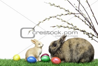 Two Easter bunnies in meadow with Easter eggs and pussy willows