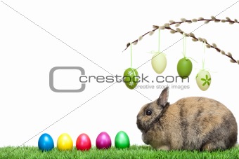 Easter bunny in meadow with colorful Easter eggs and pussy willow