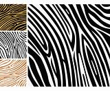 Animal background pattern - zebra skin print