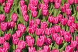 Glade of purple tulips