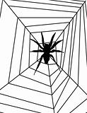 Spider On Web 