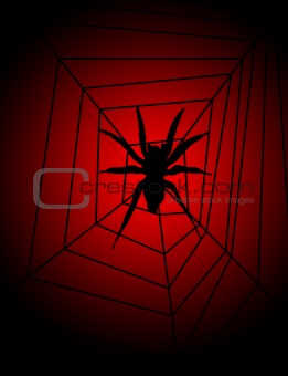 Spider On Web 