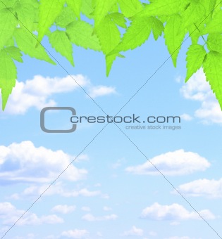 Green leaves and white clouds