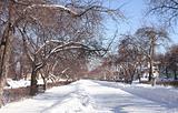 Winter avenue
