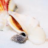 Small seashell