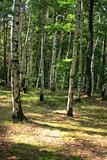 czech forest