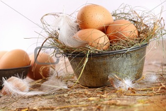 Brown eggs in old tin plate with feathers 