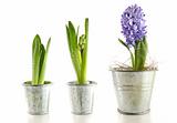 Purple hyacinth in garden pots on white