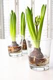 Spring hyacinth bulbs in glass containers