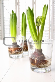 Spring hyacinth bulbs in glass containers