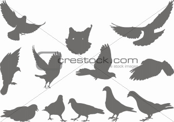 Doves vector silhouettes bird