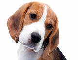 Cute beagle puppy