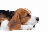 Beagle puppy lying