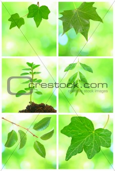 Collage of grenn leaves