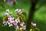 Blooming sakura branch