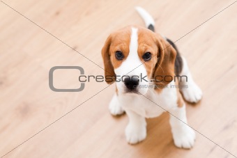 Sitting beagle puppy