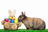 Easter bunny sitting in flower meadow with  colorful Easter eggs