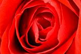 rose closeup