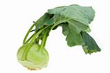 single cabbage turnip isolated on white background