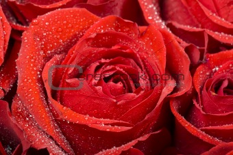 rose closeup