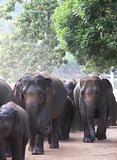 Elephant walk, sri lanka