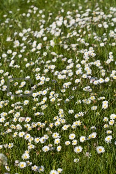 Lots of white flowers on the spring field