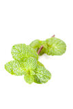 green mint leaf