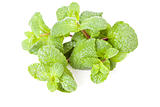 green mint leaf