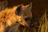 Hyena pup in the early morning