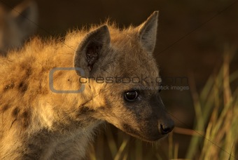 Hyena pup in the early morning