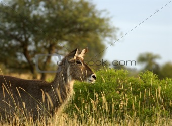 Young Female Waterbuck