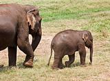 Baby and mother elephant.